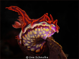 Miamira magnifica -
One of the most beautiful nudibranch... by Uwe Schmolke 